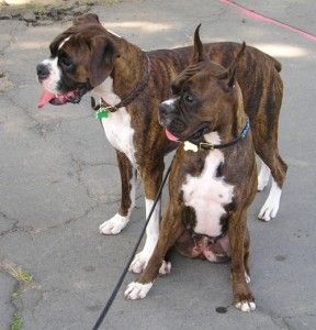 boxer-dog-288x300.jpg